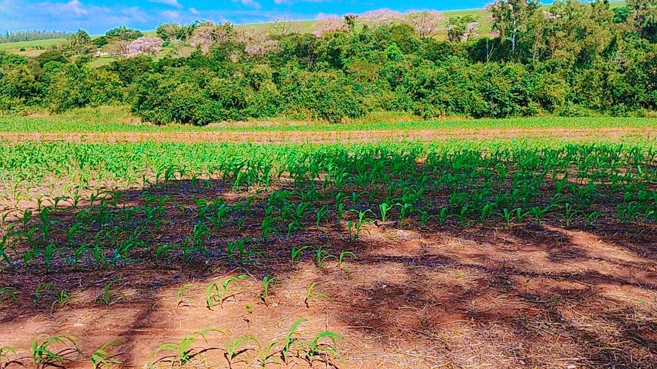 foto do anúncio Terrenos rurais em Florestópolis/Pr